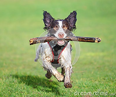 Jumping dog