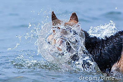 Jumping dog in splashes of water