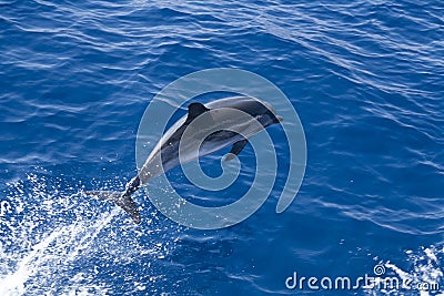 Jumping dolphin