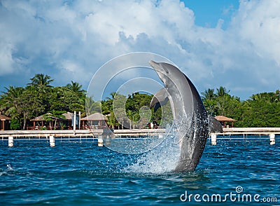 Jumping Dolphin