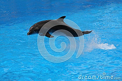 Jumping dolphin.