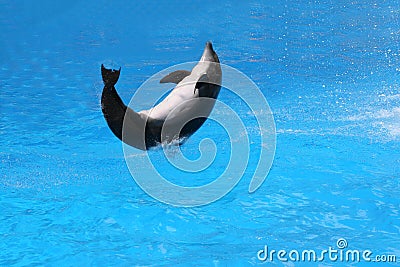 Jumping Dolphin.