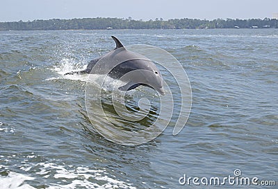 Jumping Dolphin