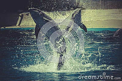 Jumping, dolphin jump out of the water in sea