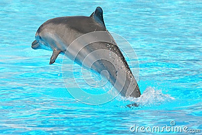 Jumping dolphin