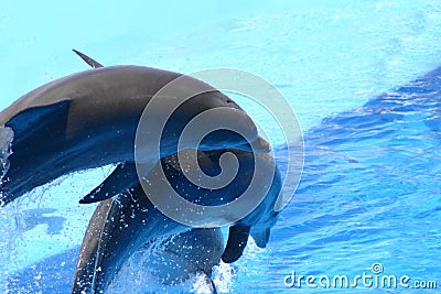 Jumping dolphin trio