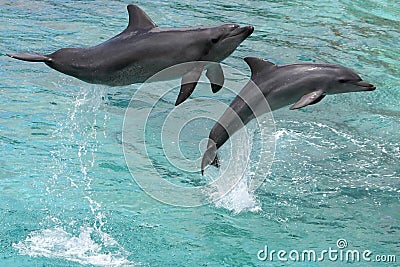 Jumping Dolphins