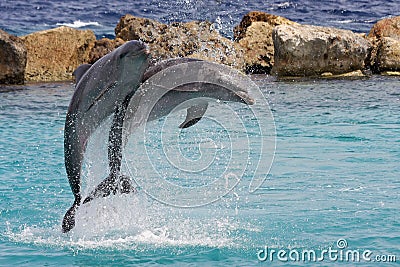 Jumping dolphins