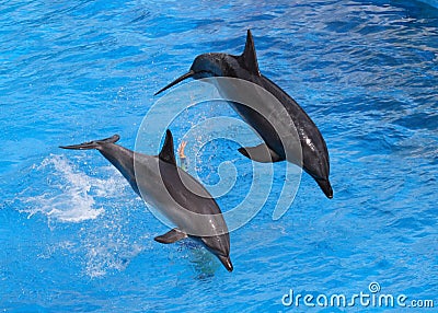 Jumping dolphins