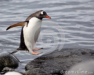 Jumping Gentoo Penguins