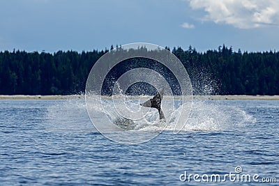 Jumping Orca