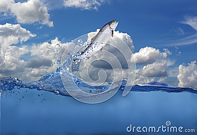 Jumping out from water salmon