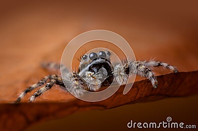 Jumping spider