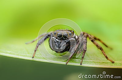 Jumping spider