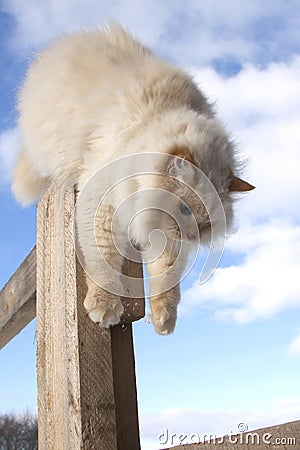 Jumping white cat