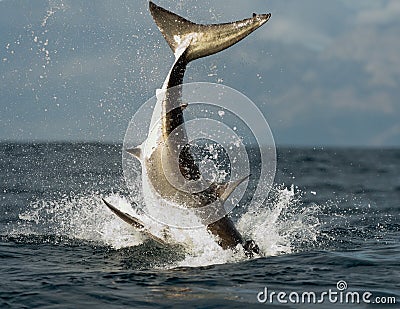 Jumping white shark