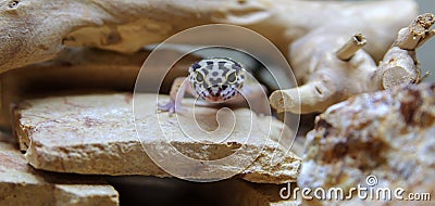 Jungle Designer Leopard Gecko