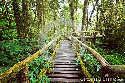 Jungle landscape. Wooden bridge at misty tropical rain forest