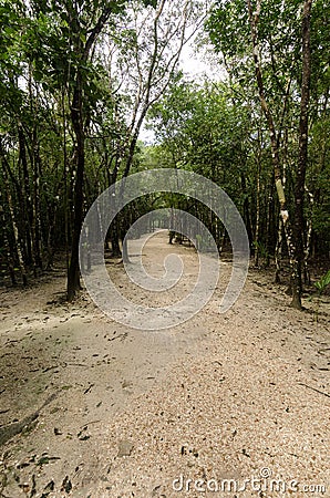 Jungle path at coba,cancun,mexico