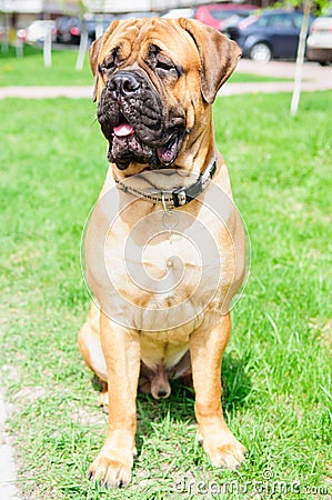 Junior puppy bullmastiff