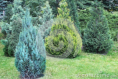 Juniper bushes