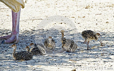 Just hatched chicks of African ostrich