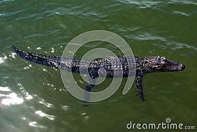 Juvenile alligator swimming in pond on Hilton Head Island South Carolina