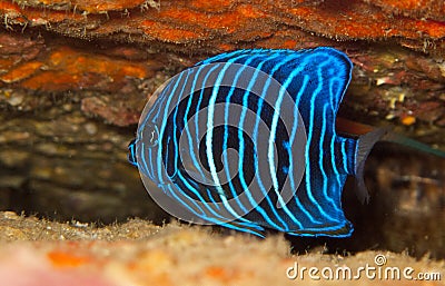 Juvenile blue ring angel fish