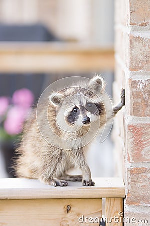 Juvenile ginger-haired raccoon