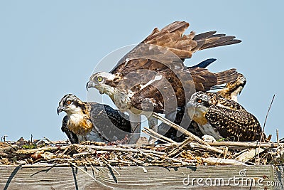 Juvenile Osprey Chicks with Parent