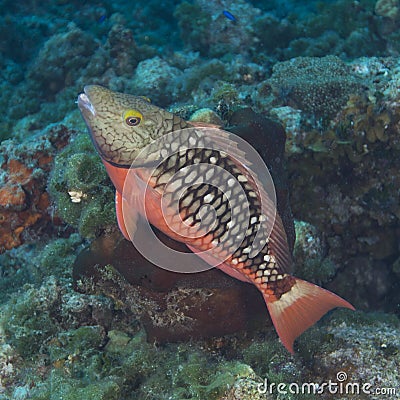 Juvenile Stoplight Parrotfish