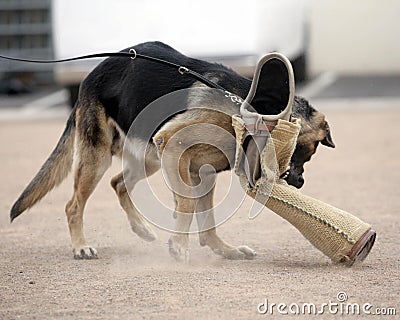 K9 cop attack dog training