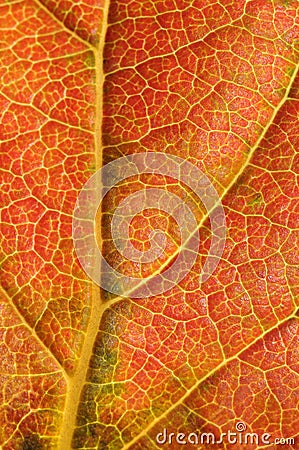 Kaki leaf detail