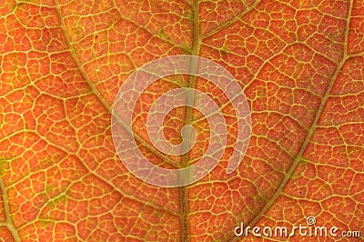 Kaki leaf detail