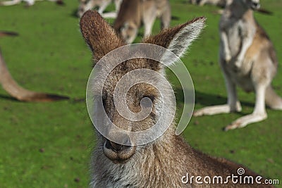 Kangaroo in the Australian outback