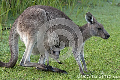 Kangaroo with Baby Joey in Pouch
