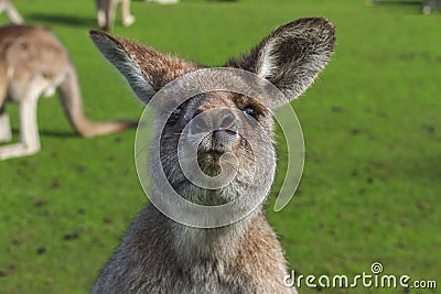 Kangaroo giving a kiss