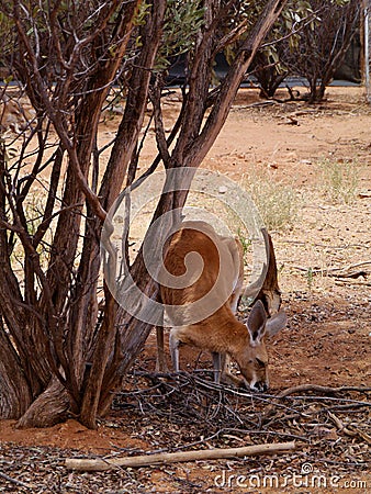 A kangaroo on Kangaroo island