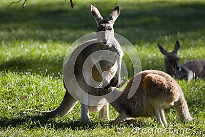 A kangaroo kangaroo in mum s