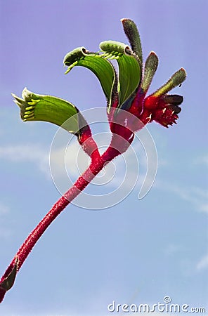 Kangaroo Paw