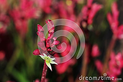 Kangaroo Paw