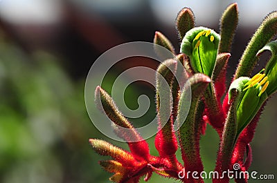 Kangaroo paw