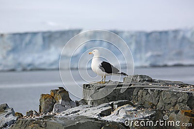 Kelp Gull on a rock in Antarctica