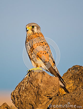 Kestrel on the rocks