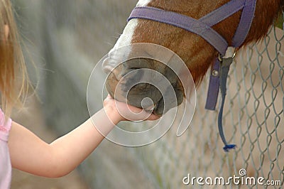 Kid feeding horse