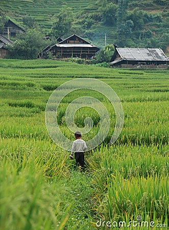 Kid walking on the rice fields