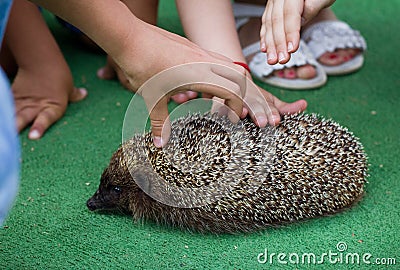 Kids and hedgehog