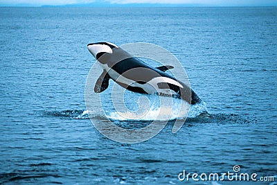 Killer whale breaching (Orcinus orca), Alaska, Southeast Alaska,