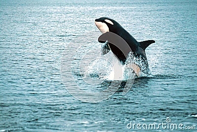 Killer whale breaching (Orcinus orca), Alaska, Southeast Alaska,