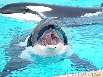 Killer Whale Mouth Open